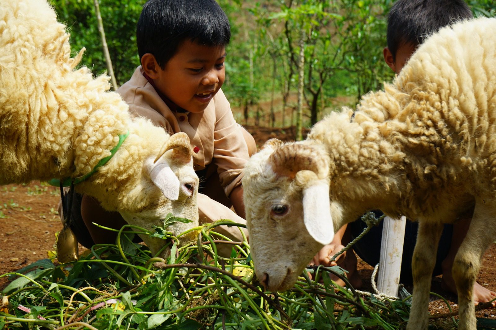 Lebih dari Sekadar Bahagia Ini yang Kamu Rasakan Usai Berqurban